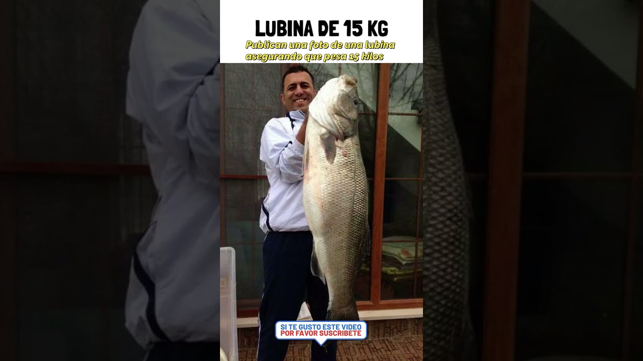 LUBINA DE 15 KILOS .#viral #like #sorts #surfcasting #pesca #pescando #fishing
