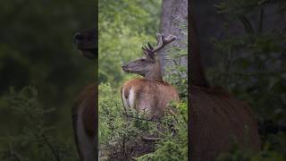 🌲🦌 Tam, gdzie wciąż rządzi Leszy...| 🦌🌲 Where Leshy Still Rules the Forest... 🌲🦌 #natgeo #wildlife