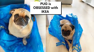 Pug wants to go to IKEA #ThortheTorontoPug by Thor the Toronto Pug 4,147 views 3 years ago 1 minute, 55 seconds