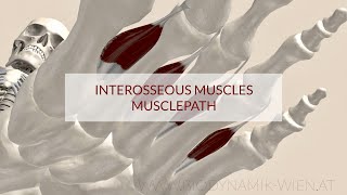 Interosseous Muscles: Musclepath, Origin, Insertion (3d Animation)