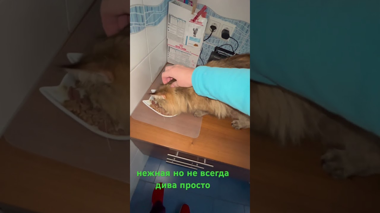 #кошки