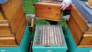 Převěšování plodu, změna rámkové míry včelstev