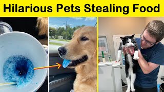 Hilarious Times Pets Didn’t Get Away With Stealing Food (NEW) || Funny Daily