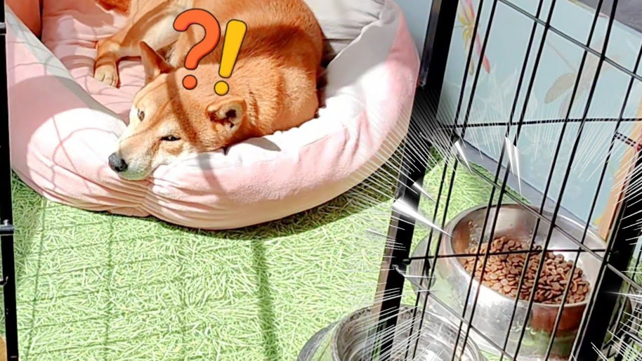 Shiro Tricked me, I thought he wanted Sun Toastage when in fact he's 👀 the Yum Bowl !!