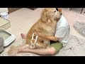 パパの真似をしてマッサージを始めた子猫に背中を揉んでもらい気持ちよさそうにするゴールデンレトリバー