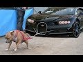 Most Powerful And Dangerous Pitbull Dogs | Pitbull Terrier
