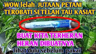 Mempesona petani   ternyata pasta gigi lebih bagus dari pupuk mahal geleng kepala lihatnya