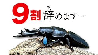 オオクワガタ飼育が続かない理由