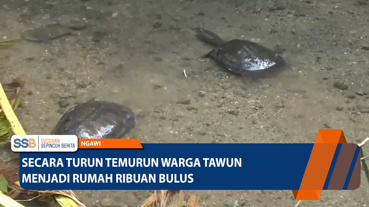 Secara Turun Temurun Warga Tawun Menjadi Rumah Ribuan Bulus – NGAWI