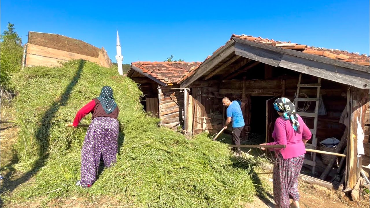 Сложная жизнь в горной деревне в Турции. Большая семья готовится к зиме.