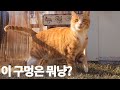 (ENG)마당 고양이들 집 보수 및 리모델링 그리고 개구멍