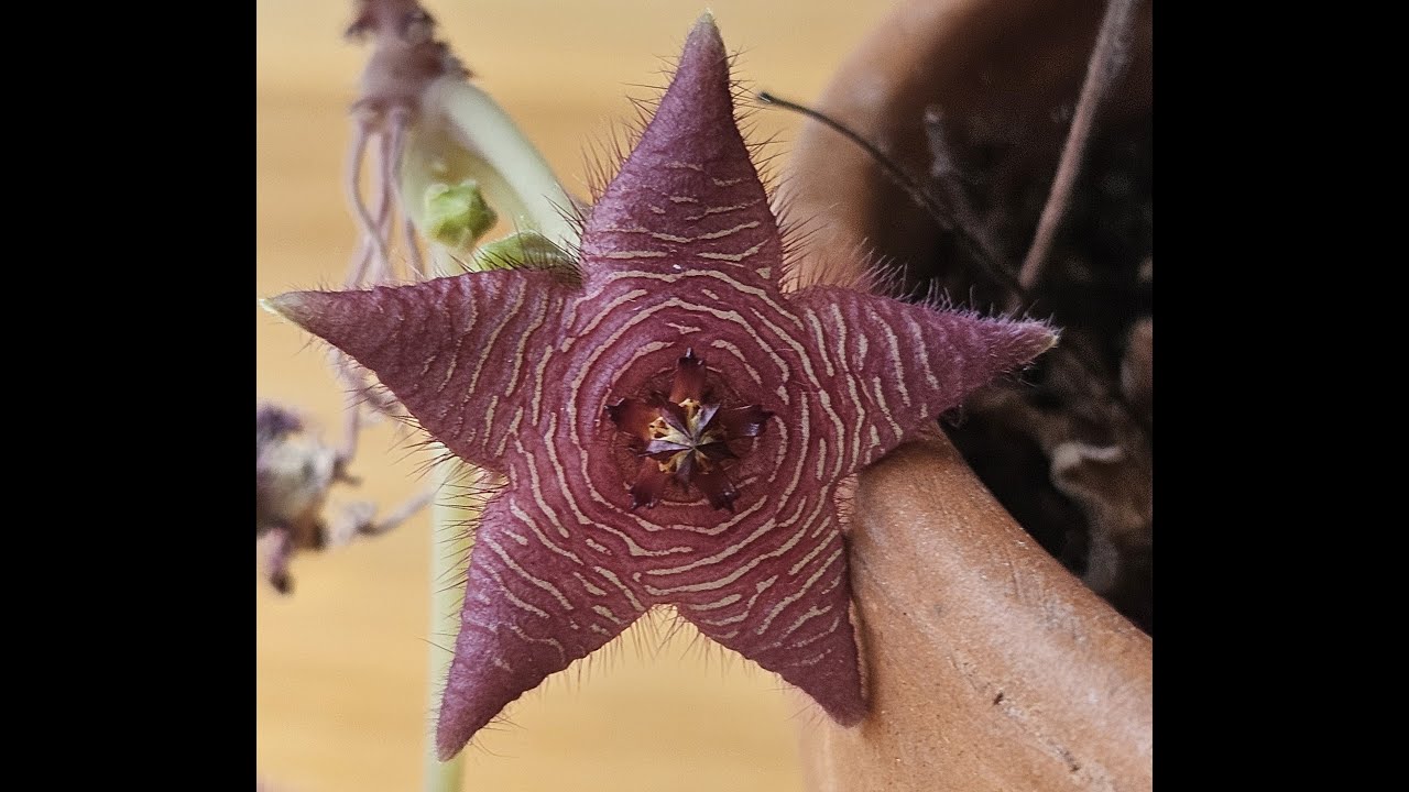 Stapelia scitula in bloom November 2025
