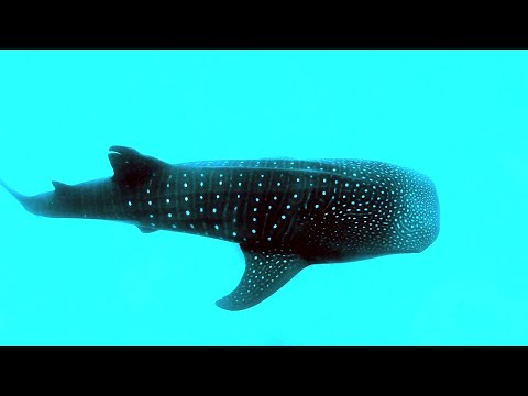 Wildlife Photography Underwater - Exploring Oceans Through the Lens