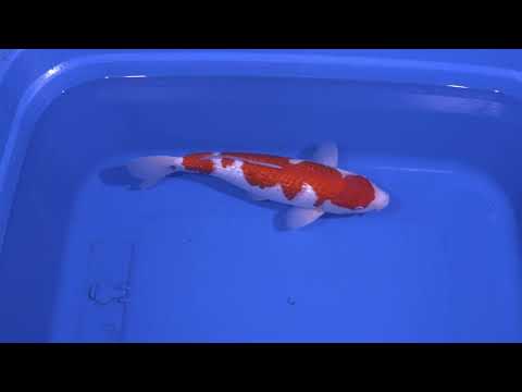 GK-3817 - Kohaku - Ogata
Variety: Kohaku
