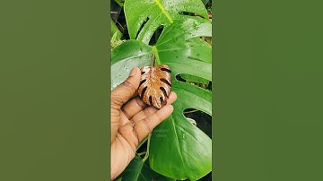 Wooden Monstera leaf🍃#woodcarving#monstera#shorts