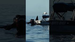 Killer Whales Passing Close By Private Boat In Monterey California