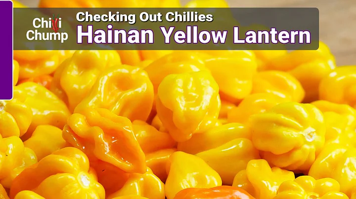 Hainan Yellow Lantern - Episode 7: Checking out Chillies with ChilliChump - DayDayNews