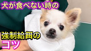 誤嚥させない、食べない時の強制給餌のコツ【犬の腎不全】