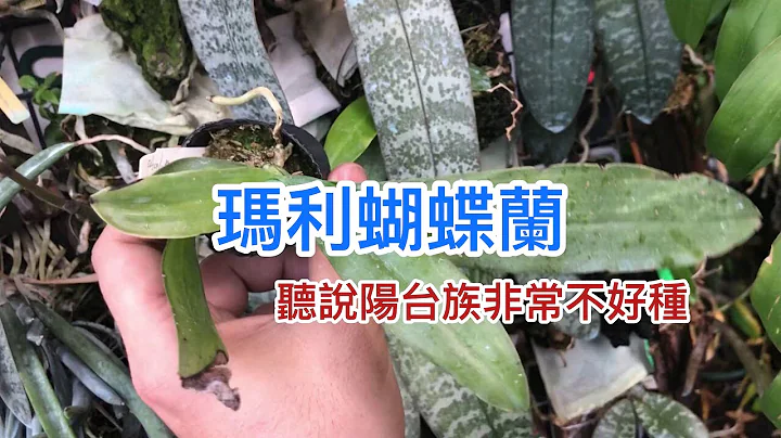玛利蝴蝶兰！听说 是阳台族很不好种的蝴蝶兰？！ 今年来试试不好养的兰花 - 天天要闻