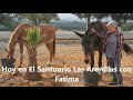 LOS ANIMALES DEL CASO DE MALTRATO DE LA LÍNEA DE LA CONCEPCIÓN (CÁDIZ) ESTÁN A SALVO