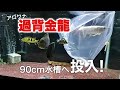 アロワナF2過背金龍 遂に買いました！90cm水槽にアジアアロワナ投入の瞬間！！