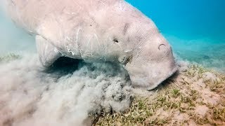 Marsa Alam Coraya Bay - Hausriff - Teil 3 Dugong (Seekuh) Yi 4k Plus 4K60p