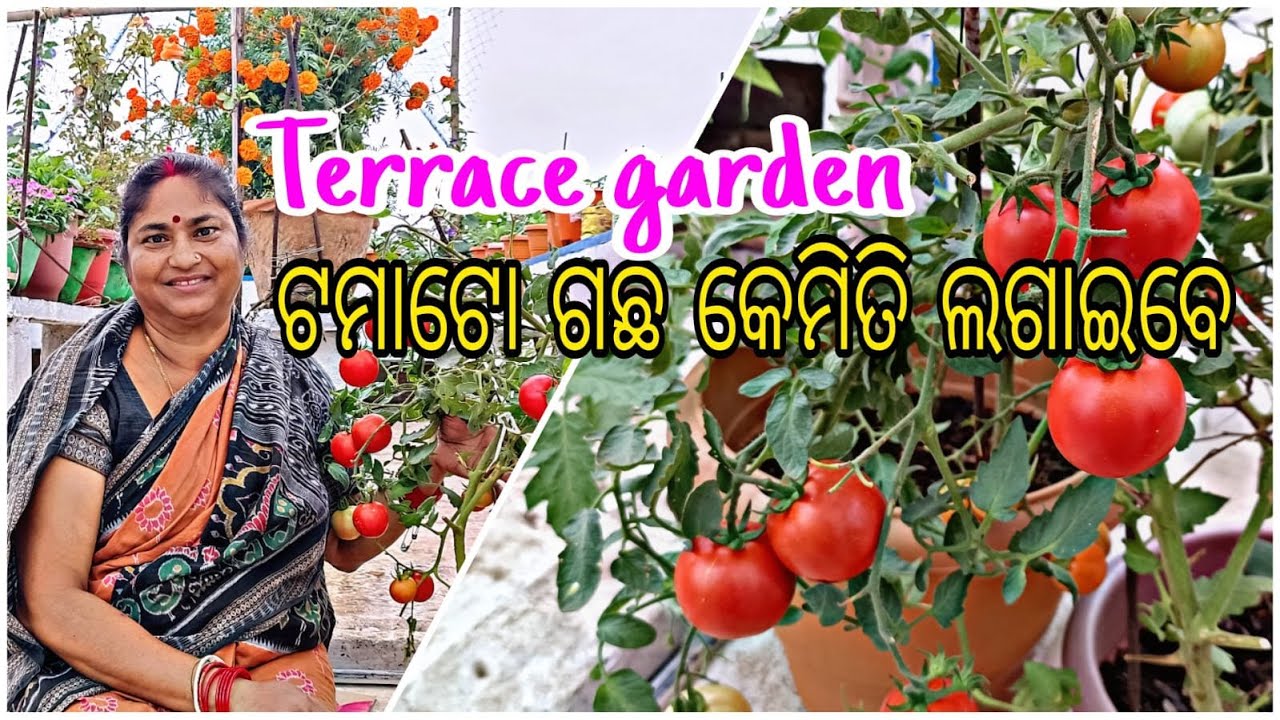 ଟମାଟୋ ଗଛ କେମିତି ଲଗାଇବେ||ଛାତ ଉପରେ (Terrace Garden )||All tips to get lots tomatoes || Detail in odia