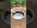 Really Best Quick Bird Trap - Auto Trapping #shorts