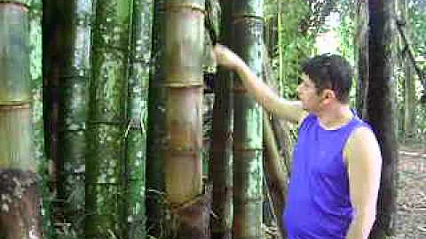 O que é o colmo da planta?