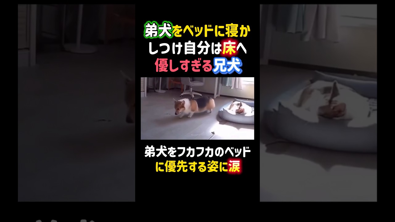 弟犬をベッドに寝かしつけ自分は床へ…優しすぎる兄犬🥹✨ #感動 #犬 #癒し #コーギー #かわいい #dog #shorts