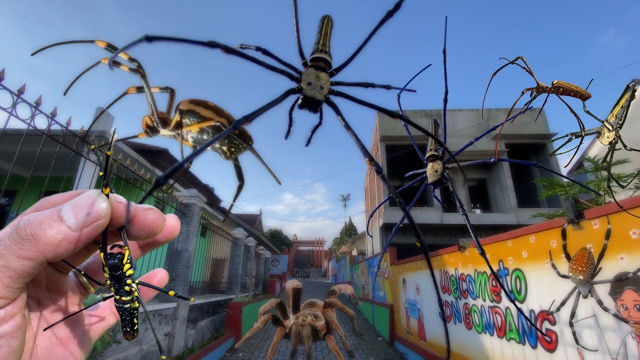Eps 95 - Catch the Giant Golden Spider in the School Garden, Hunting ...