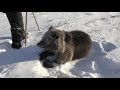 初体験の雪遊びに子グマが大はしゃぎ 転げ回って、飛び跳ねて - Newsweekjapan