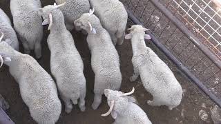 Reid Redden - Sheep & Goat - Docking Tails
