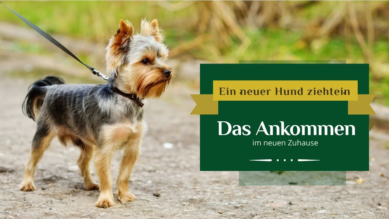 Hunde verstehen Ein neuer Hund zieht ein Das Ankommen YouTube