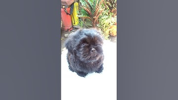 Thumbnail of Shih tzu puppy| Alas Barking "all black shih tzu"