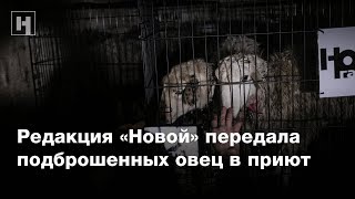 Редакция «Новой» передала подброшенных овец в приют Редакция «Новой» передала подброшенных овец в приют