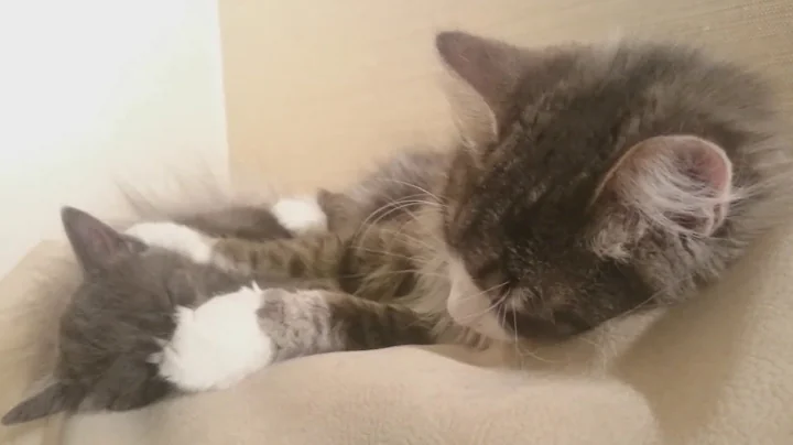 Video 11728061: siberian cat kitten, siberian male kitten, chartreux kitten, kitten kisses, kitten falls, cutest kitten, female kitten, cat old, pets