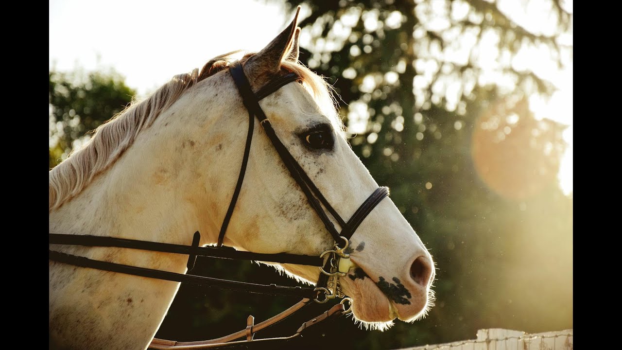 Free lunging my new horse read below youtube
