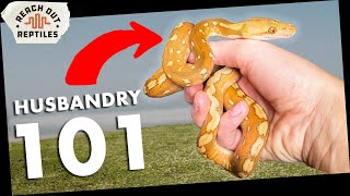 Dialing In Your Super Dwarf's Temps, Humidity, and Substrate (No Guesswork) Net Worth