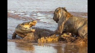 مواجهات الاسد مع التمساح Crocodiles vs lions