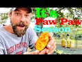 Harvesting & Eating Wild Paw Paw Fruit