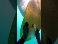 Cleaning a Massive Ship Propeller😌⚓
