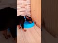 mantando minha sede 🥵##trending #foryou #calor #youtube #schort #memes #pets #cães #funny
