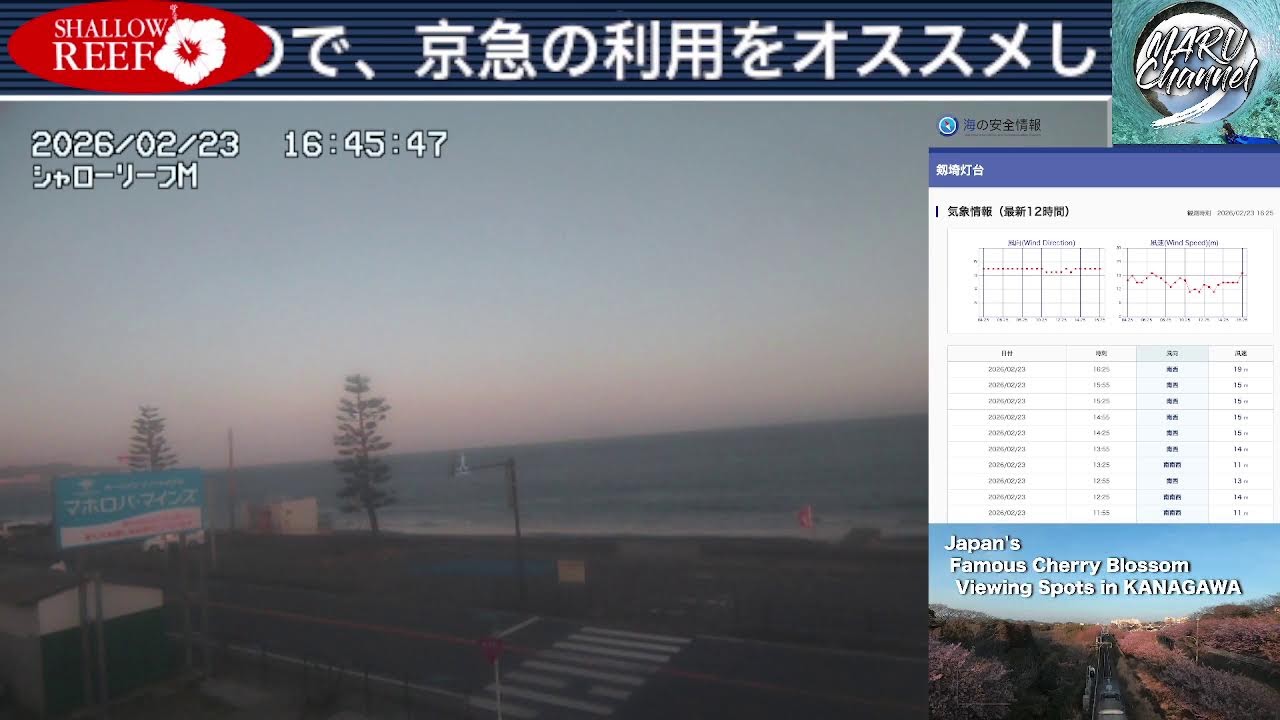【🔴ライブカメラ配信】津久井浜海岸 三浦海岸 風情報 Yokosuka-Miura Beach Live 2026/2/23🌸河津桜満開警報🌸強風注意報 【波音BGM】