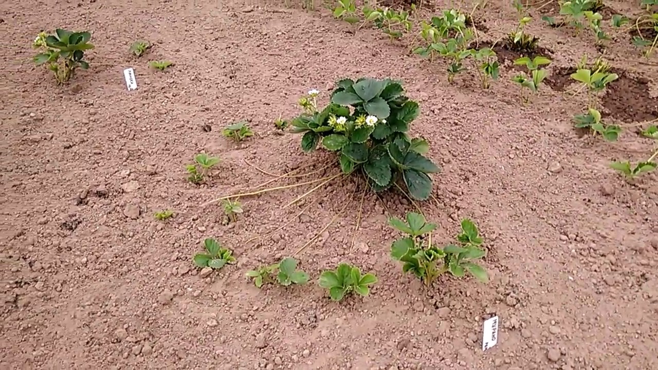 Как определить женские кусты у клубники