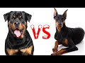 Rottweiler VS Doberman Sinhala | රොට්වයලර් VS ඩොබර්මන්