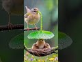 #birds #love #ehsaas