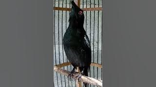 masteran cucak Keling gacor