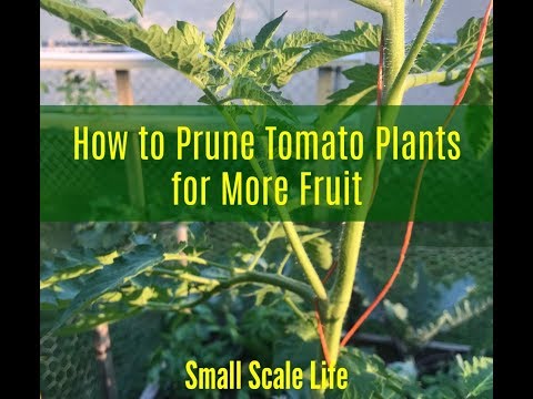 How to Prune Tomato Plants for More Fruit