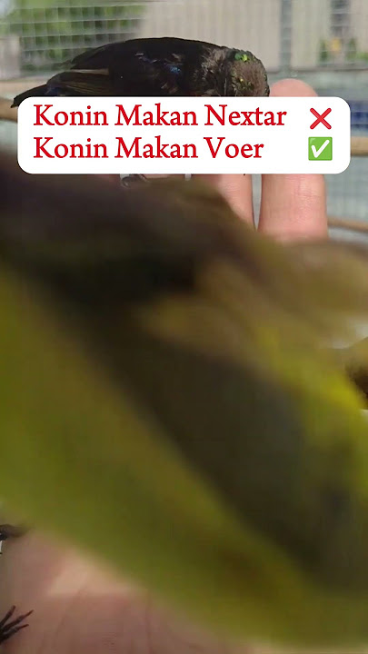 Burung Kolibri Ninja Makan Voer#burung #kicaumania #kica #kenarijakarta #pleci #cucakijo #lovebirdng